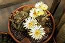 NOTOCACTUS HOYS_FIORI.jpg